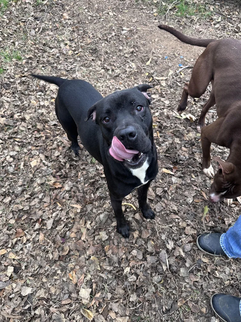 A young large-sized male Black Labrador Retriever dog named Midnight for adoption in Jackson, MS