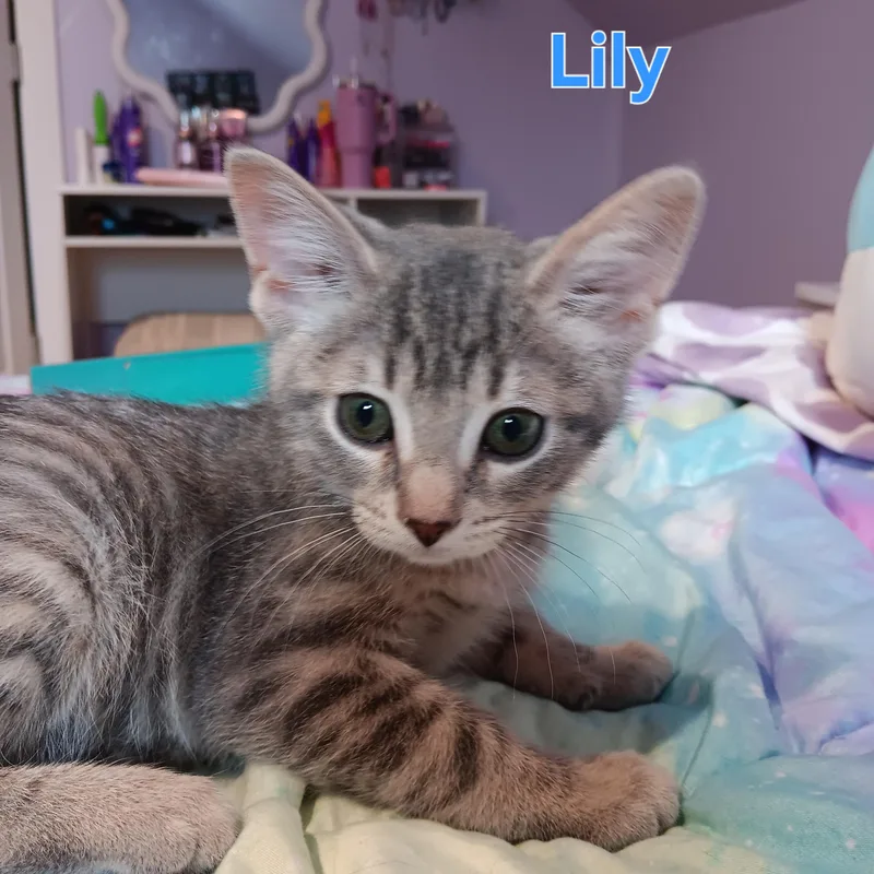 Iris & Lily thumbnail 4