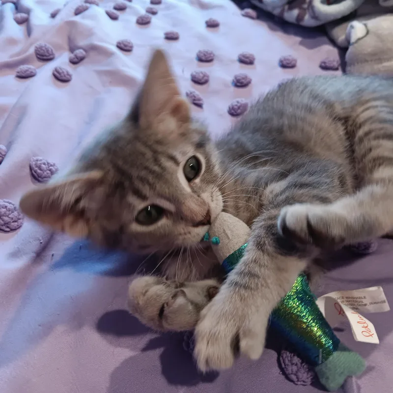 Iris & Lily thumbnail 5