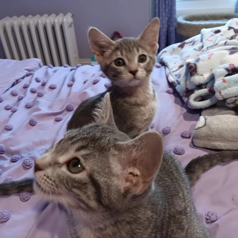 A baby medium-sized female Tabby (Gray / Blue / Silver) Domestic Short Hair cat named Iris & Lily for adoption in Chicago, IL