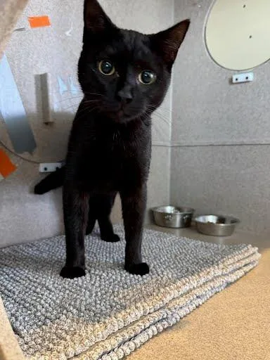 An adult medium-sized male Domestic Short Hair cat named Esquire for adoption in Washington, DC