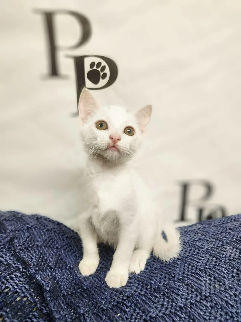 A baby medium-sized male Domestic Short Hair cat named Bashful for adoption in Social Circle, GA