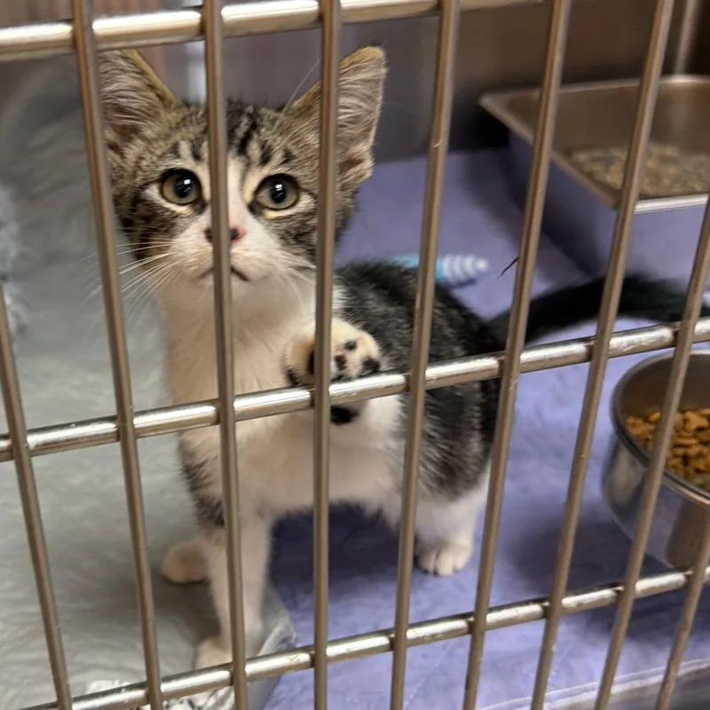 A baby small-sized male Brown / Chocolate Domestic Short Hair cat named Nolan for adoption in Wadena, MN