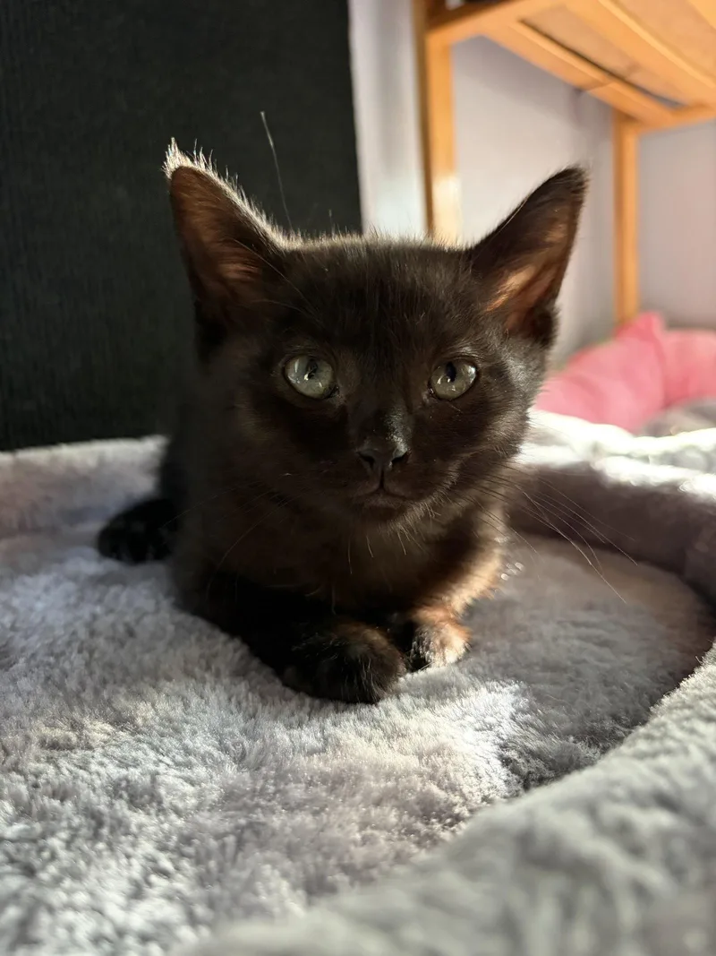 A baby medium-sized male Black Domestic Short Hair cat named Silas for adoption in Rootstown, OH