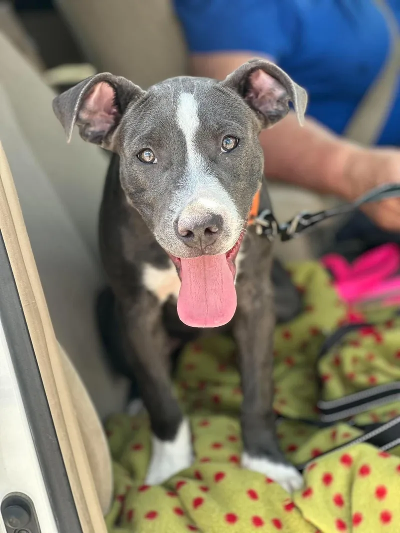 A young medium-sized female Pit Bull Terrier dog named Faye for adoption in Fort Collins, CO