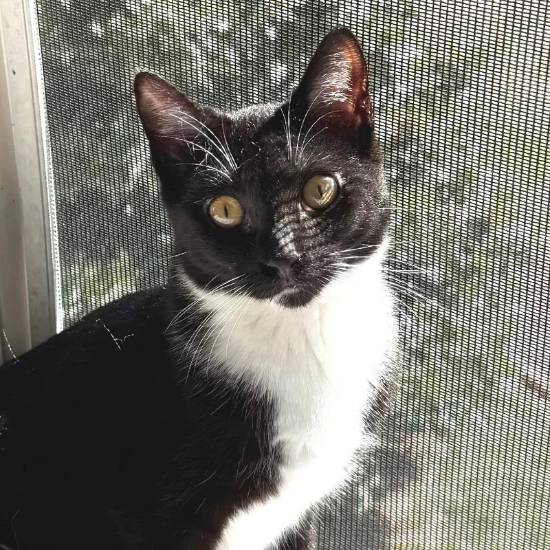 A young medium-sized female Black Domestic Short Hair cat named Smoothie for adoption in Chapel Hill, NC