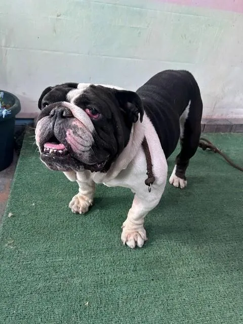 An adult large-sized male English Bulldog dog named Oso for adoption in Baldwin Park, CA