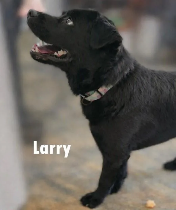 A young medium-sized male Black Chow Chow dog named Larry for adoption in Bolivar, TN