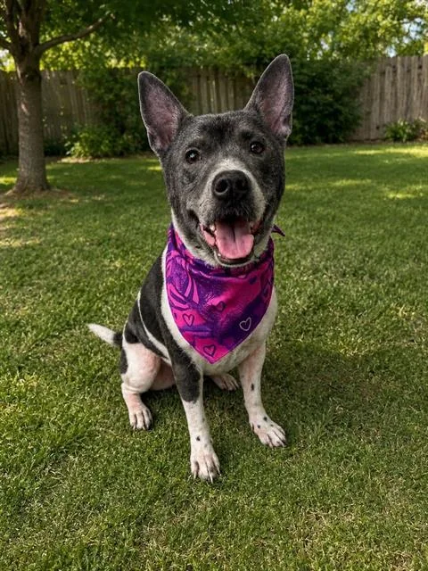 A young medium-sized male Terrier dog named Seeko for adoption in Miami, FL