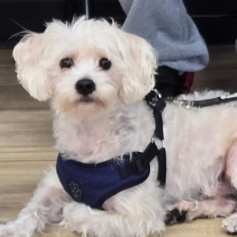 A young small-sized male Mixed Breed dog named Kobe for adoption in Newark, NJ