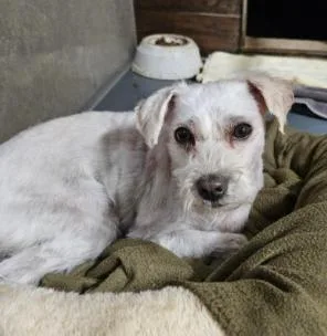 Partially Blind Bo Needs thumbnail 2