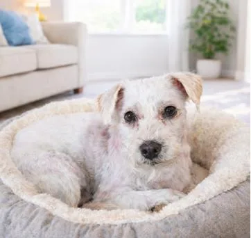 Partially Blind Bo Needs