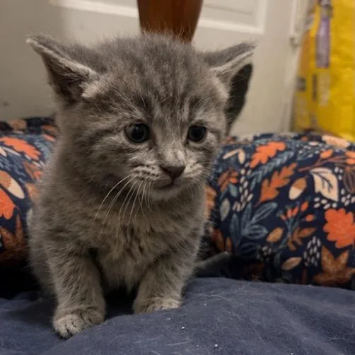 A baby small-sized male Gray / Blue / Silver Domestic Short Hair cat named David for adoption in Mount Vernon, IN