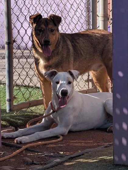 An adult large-sized male Shepherd dog named Vision for adoption in El Paso, TX