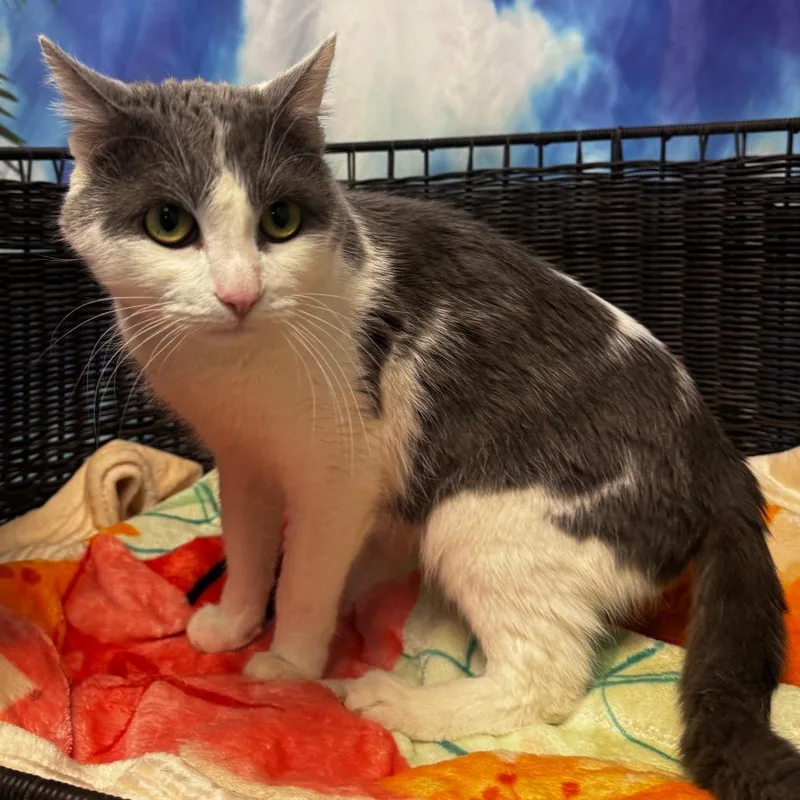 An adult medium-sized male White Domestic Short Hair cat named Earl Grey for adoption in Las Vegas, NV