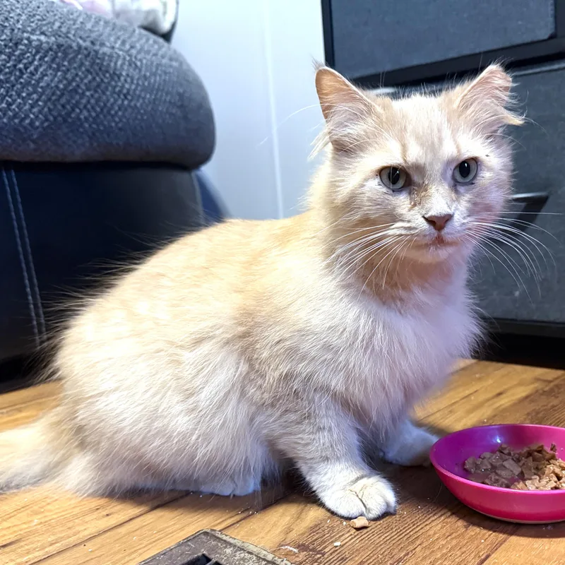 A baby medium-sized male Tabby (Orange / Red) Tabby cat named Pumpkin for adoption in Smithfield, NC