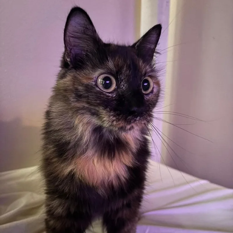 A young medium-sized female Black American Bobtail cat named Athena for adoption in Laurel, MS