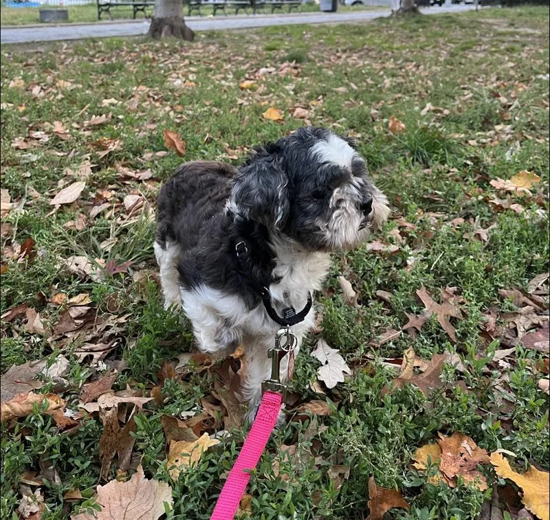 An adult small-sized female Shih Tzu dog named Betty for adoption in Brooklyn, NY