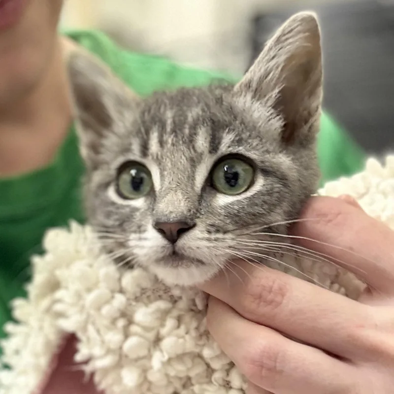 A baby medium-sized female Tabby (Gray / Blue / Silver) Domestic Short Hair cat named Velvet for adoption in Mount Rainier, MD