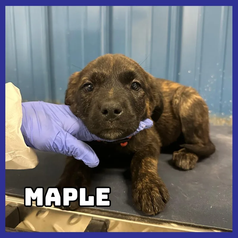 Maple
