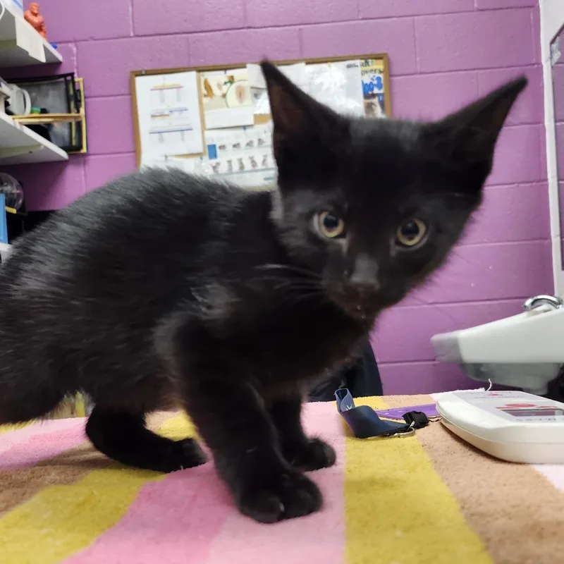 A baby small-sized male Black Domestic Short Hair cat named Jimmy for adoption in Pittsburgh, PA