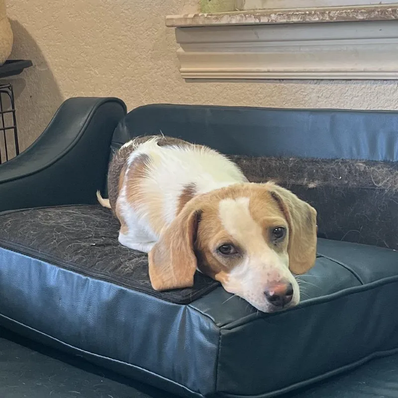 An adult small-sized male Beagle dog named Franklin for adoption in Shawnee, KS