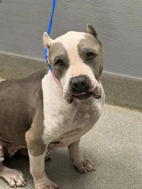 An adult large-sized female American Staffordshire Terrier dog named Babbles for adoption in Las Vegas, NV