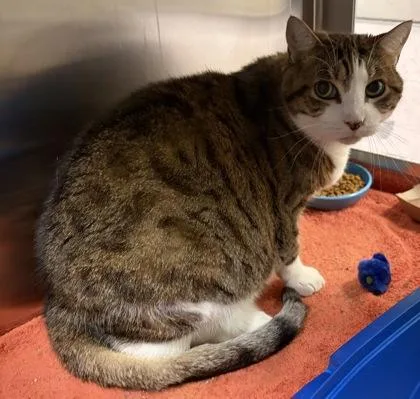 A senior medium-sized female Domestic Short Hair cat named Nutmeg for adoption in West Chester, PA