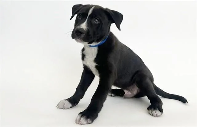 A baby small-sized male Pit Bull Terrier dog named Boaz for adoption in Saint Louis, MO