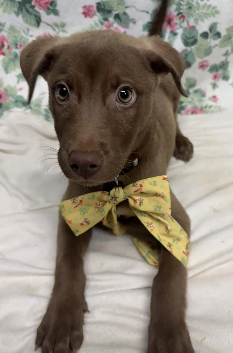 A young medium-sized female Labrador Retriever dog named Bertie for adoption in Wetumpka, AL