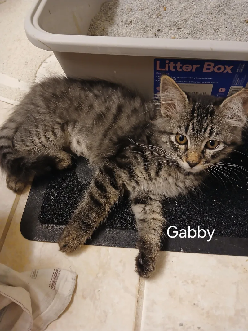 A baby small-sized female Tabby (Brown / Chocolate) Domestic Medium Hair cat named Gabby for adoption in Elk Grove, CA