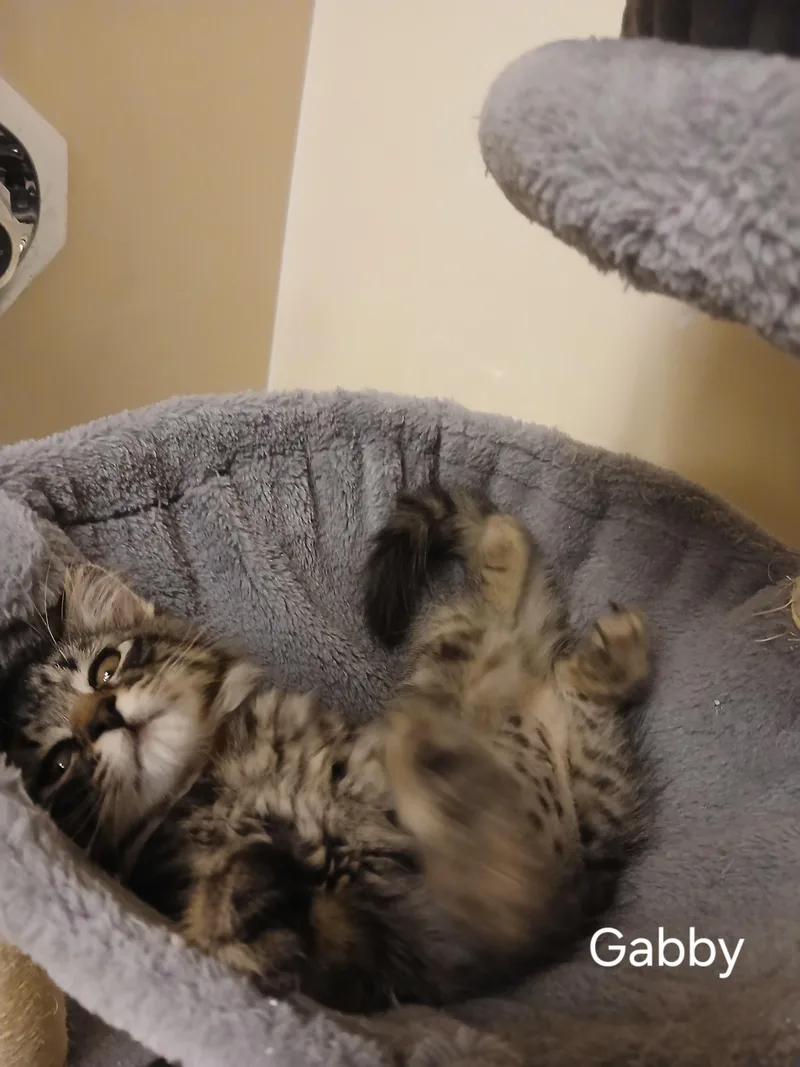 Gabby thumbnail 3