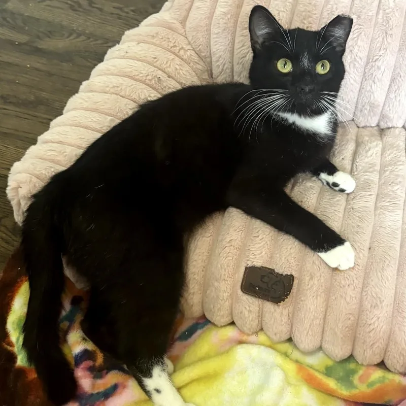 An adult medium-sized male Black Domestic Short Hair cat named Junior Mint for adoption in Durham, NC