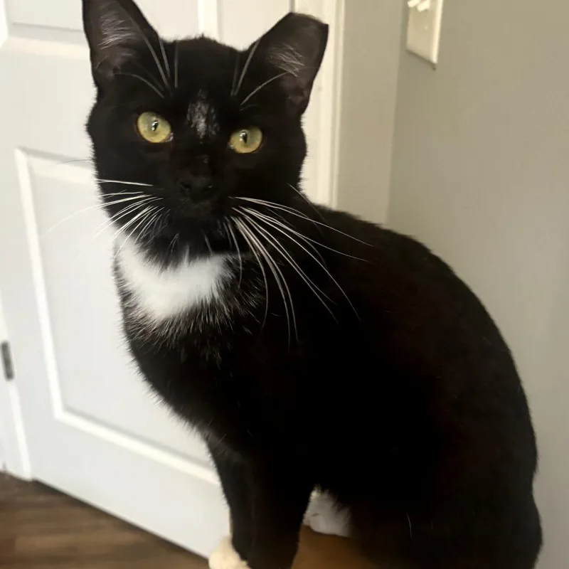 Junior Mint thumbnail 4