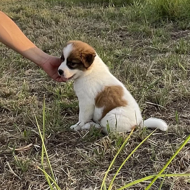 A baby large-sized female Great Pyrenees dog named Muffin for adoption in Sadler, TX