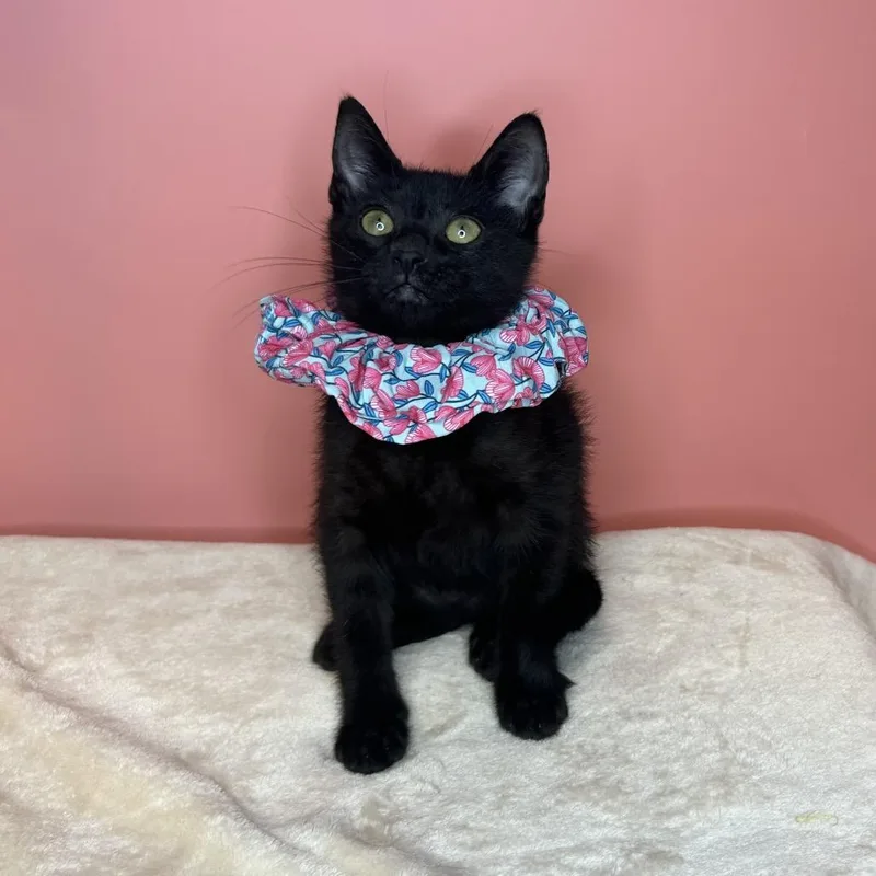 A baby small-sized female Black Domestic Short Hair cat named Nyx for adoption in San Antonio, TX