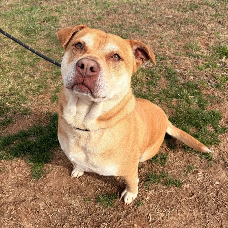 An adult large-sized male Yellow / Tan / Blond / Fawn American Staffordshire Terrier dog named Jr for adoption in Franklin, NC