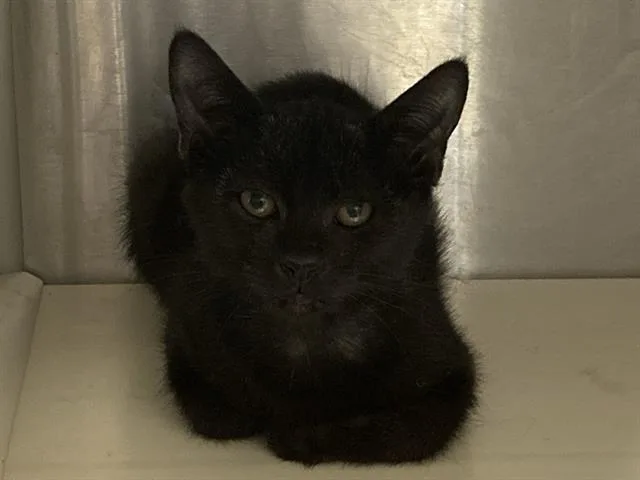 A baby small-sized male Domestic Short Hair cat named Ajax for adoption in Tustin, CA