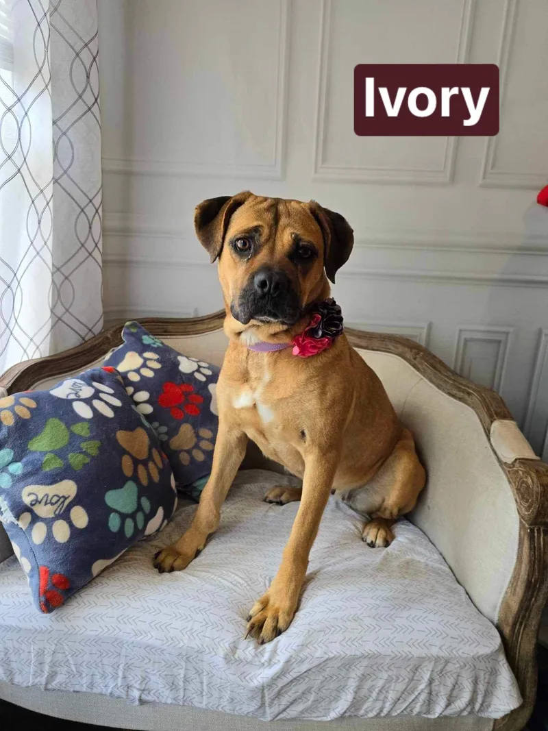 An adult large-sized female Yellow / Tan / Blond / Fawn Mastiff dog named Ivory for adoption in Bolivar, TN