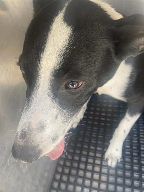 A young large-sized male Mixed Breed dog named Spot for adoption in Dallas, TX