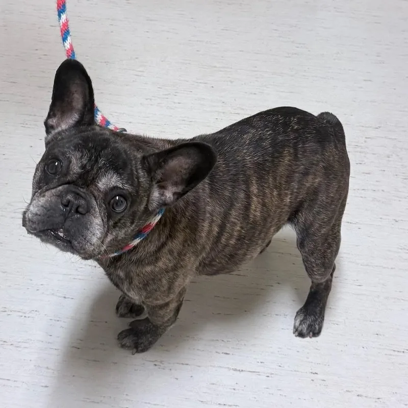 A senior small-sized female French Bulldog dog named Meemaw for adoption