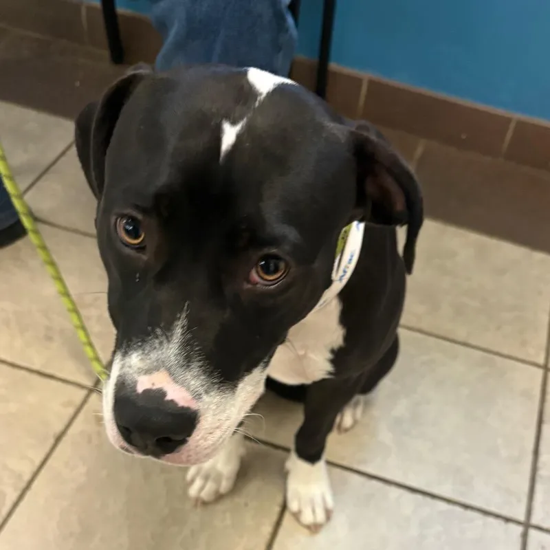 A young medium-sized female Black Mixed Breed dog named Strayamberdrive for adoption in Columbus, GA