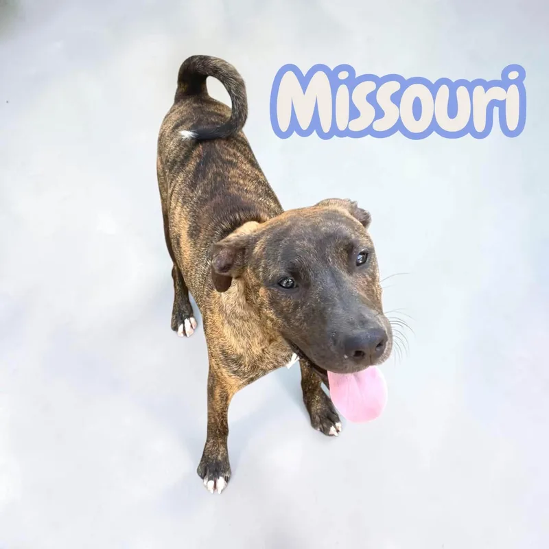 Missouri  Catahoula Mix thumbnail 2
