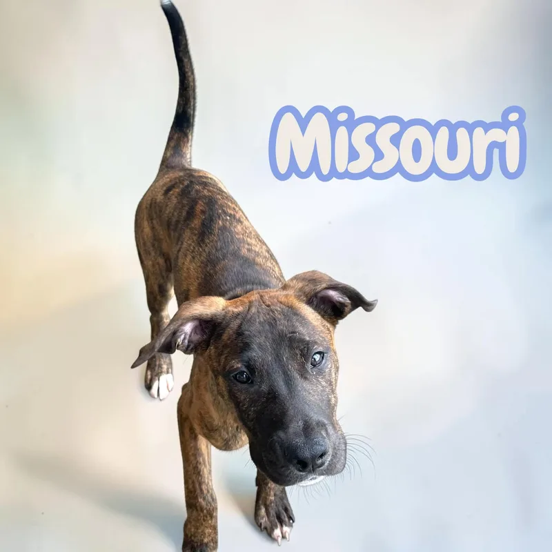 Missouri  Catahoula Mix thumbnail 3