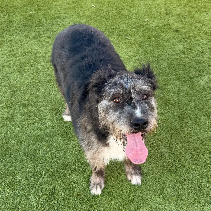 An adult extra large-sized female Gray / Blue / Silver Cattle Dog dog named Remi for adoption in Idaho Falls, ID