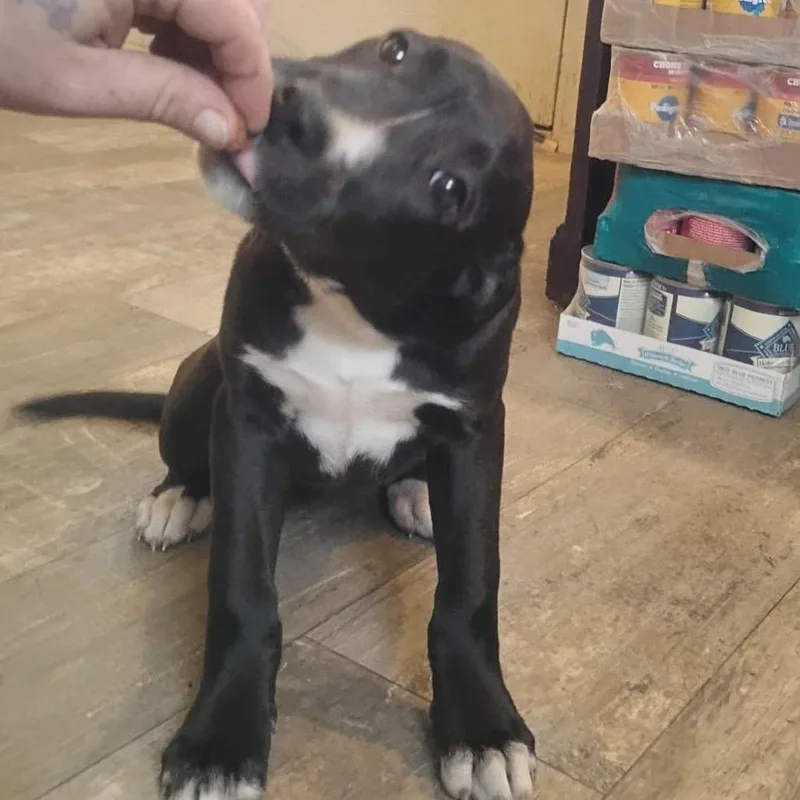 A baby small-sized female Black Catahoula Leopard Dog dog named Betty for adoption in Belleville, IL