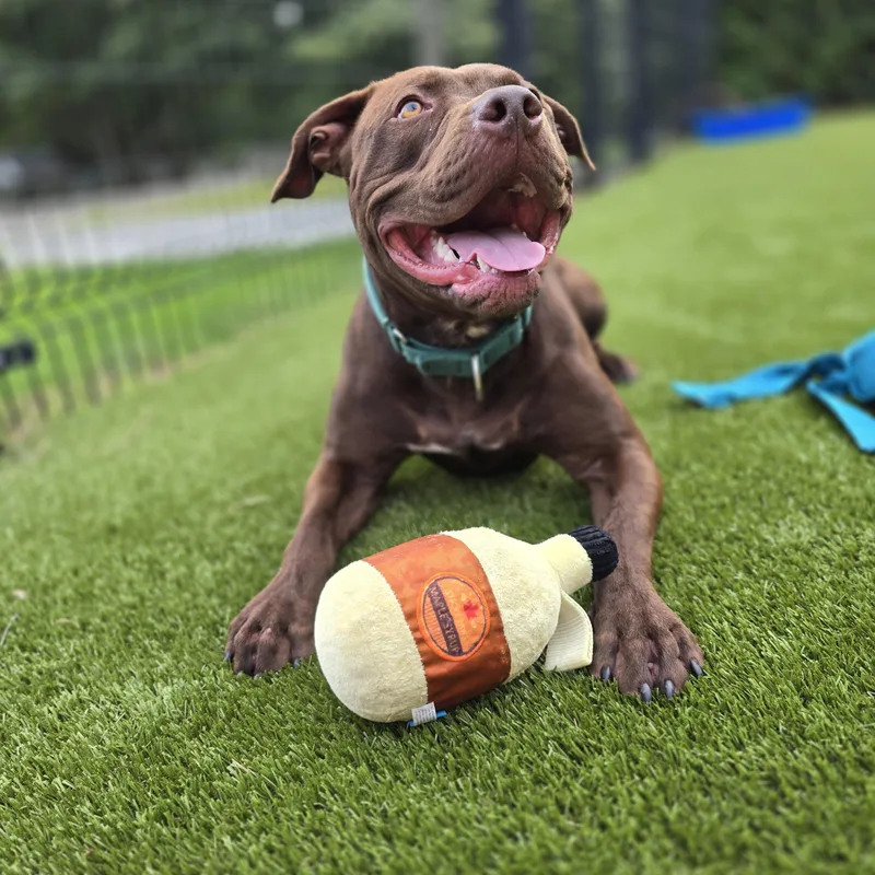A young large-sized male Chocolate Labrador Retriever dog named Rye for adoption in Bristol, RI