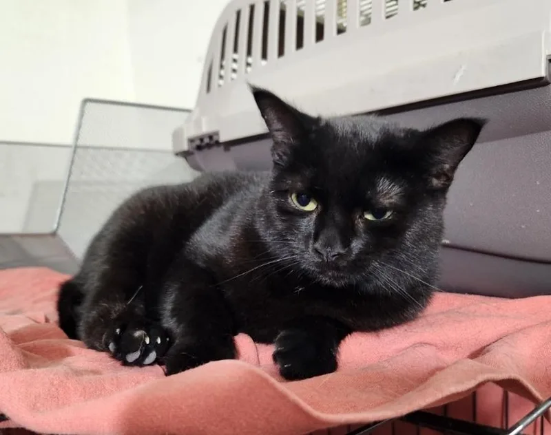 Chiquita thumbnail 3