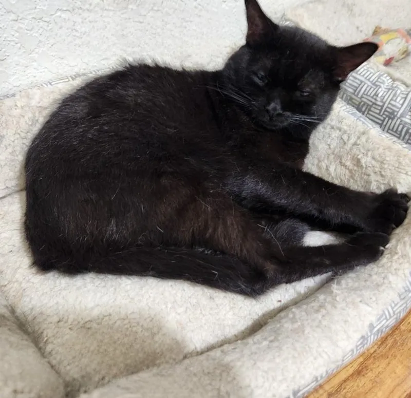 Chiquita thumbnail 4