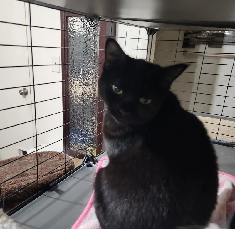 Chiquita thumbnail 5